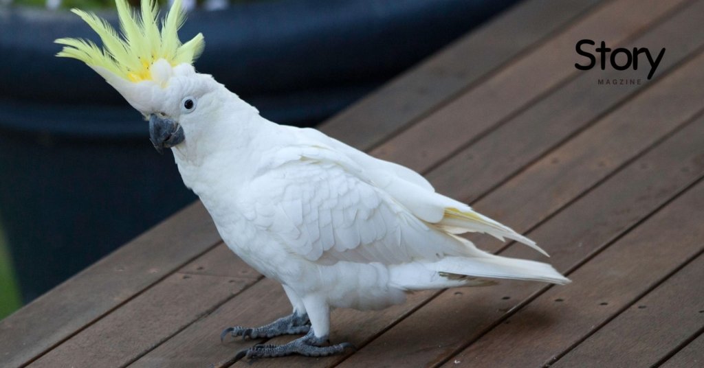 Cockatoos sit near the sea deck 