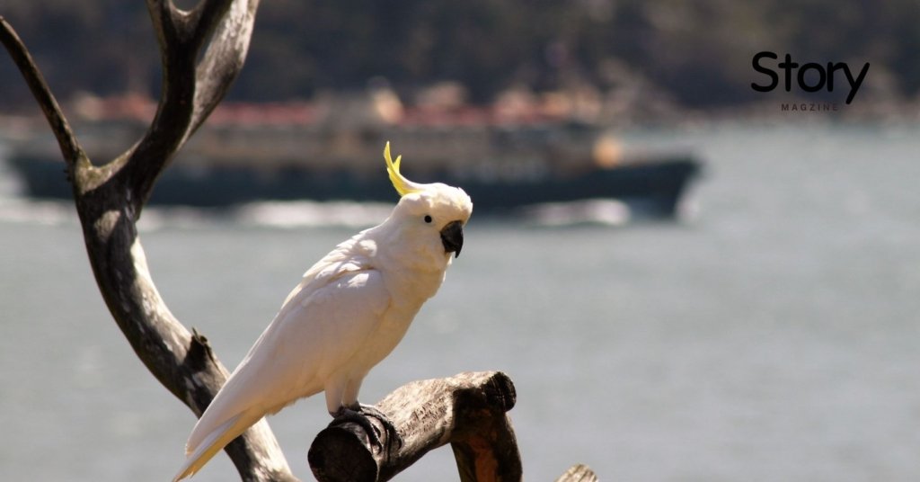 Cockatoos sit on a tree near water