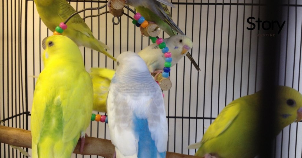 Parakeet Sitting in friendly environment in cage of house owner