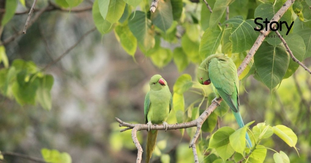 Group of green Parrot sitting on a stem 