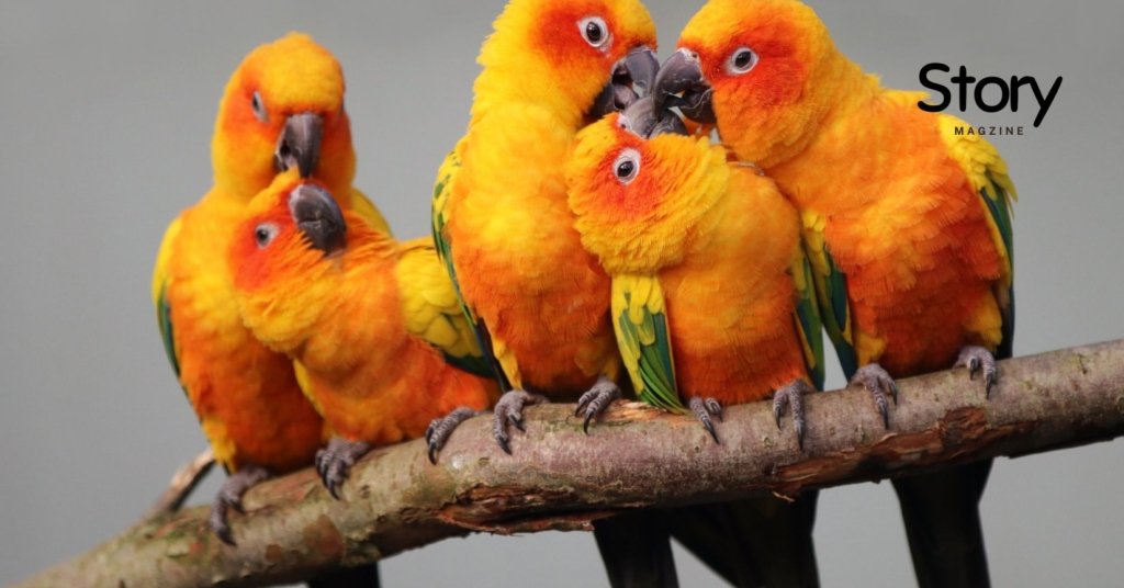 Group of Orange color parakeet sitting on tree stem.