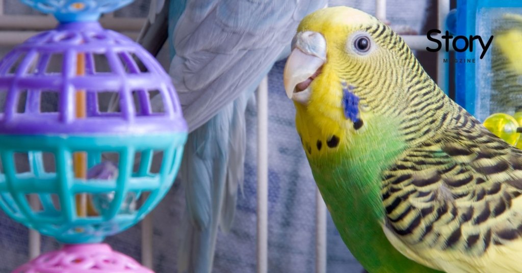 Green and yellow parakeet playing with pet toy