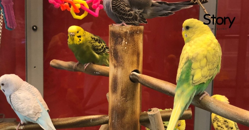 Parakeet Sitting in friendly environment in cage of house owner