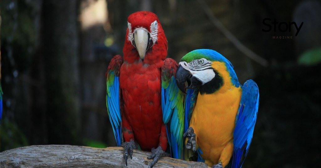 Two big Parrots Macaws loving each other