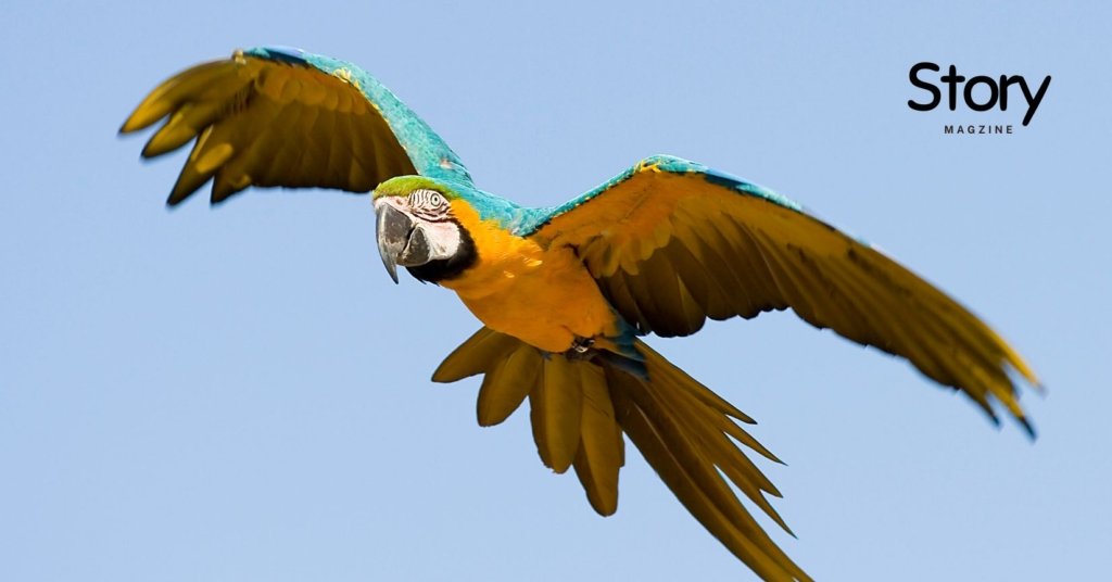 Parrots Macaws flying 