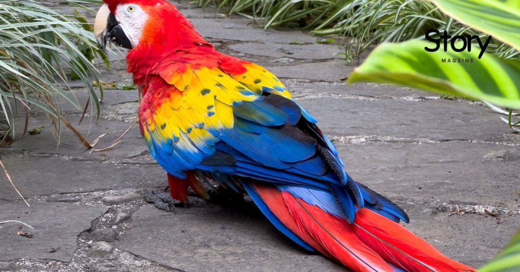 Parrots Macaws walk 