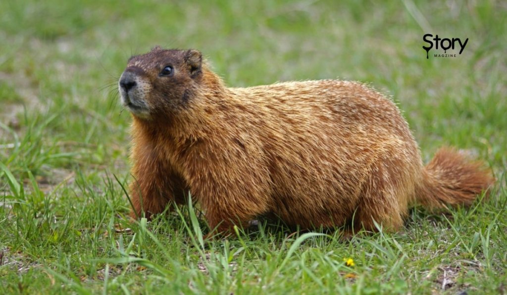 Groundhog associated with weather prediction