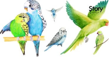 Parakeets vs. Parrots: What Sets These Feathered Companions Apart?