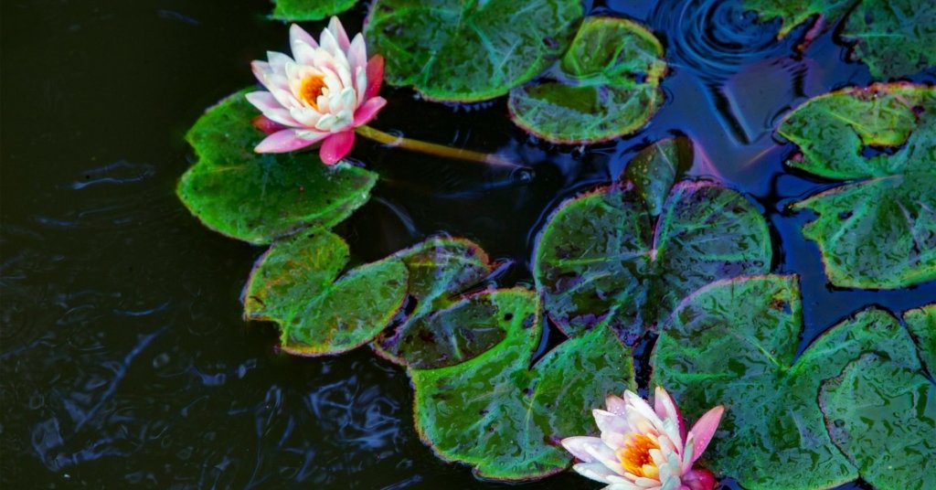 aquatic plants in ponds - Lilly pads