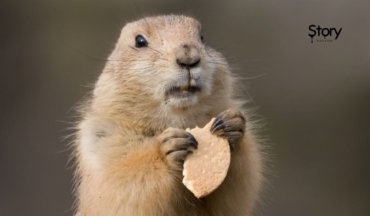 Groundhog Day Traditions: Cultural Interpretations and Luck Around the World