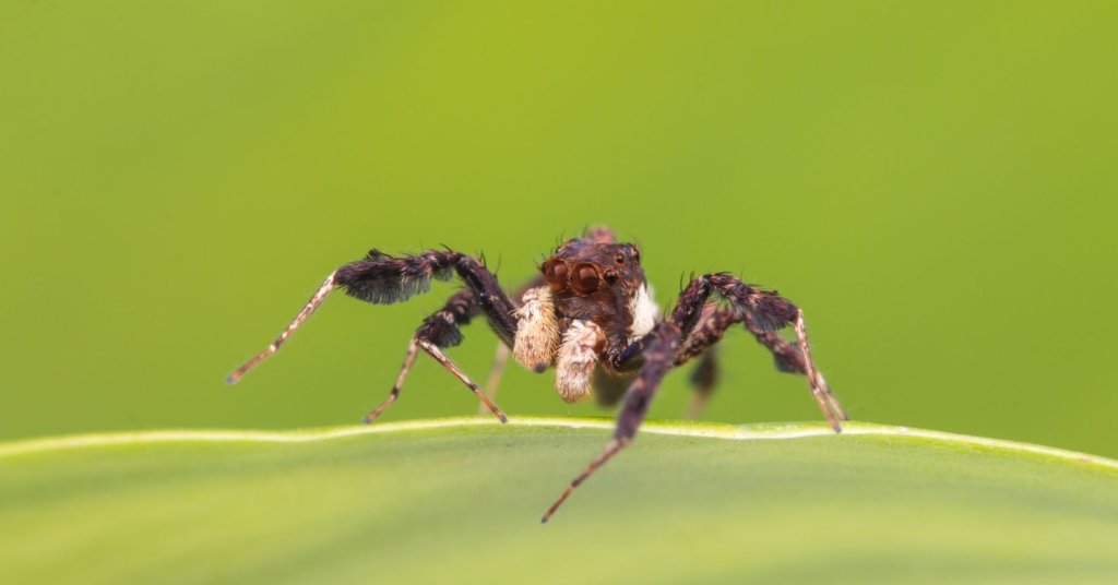 Intelligent Hunter - Portia Spider