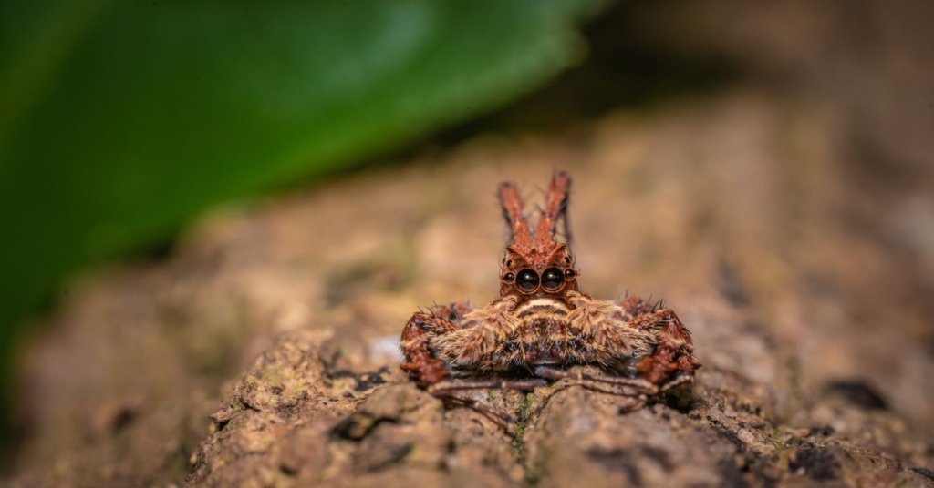 Intelligent Hunter - Portia Spider