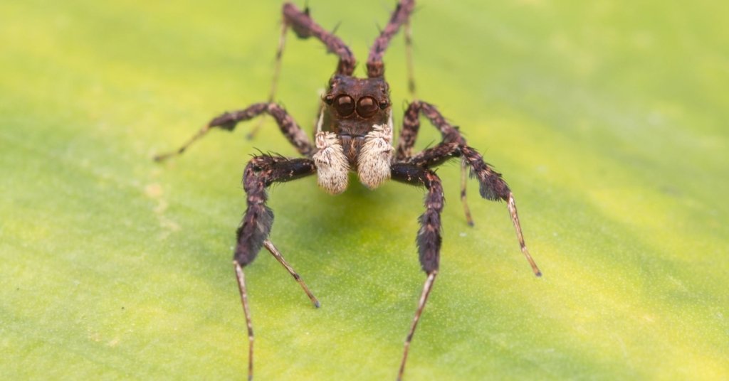 Portia Spider on a leave for prey