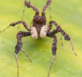 Portia Spider on a leave for prey