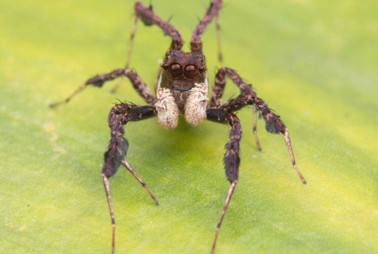 Portia Spider on a leave for prey