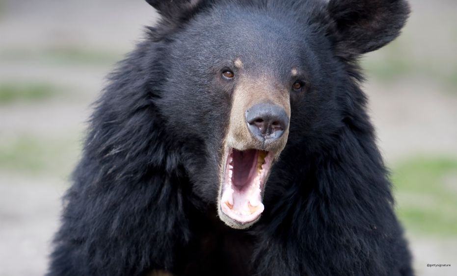 American Black Bear