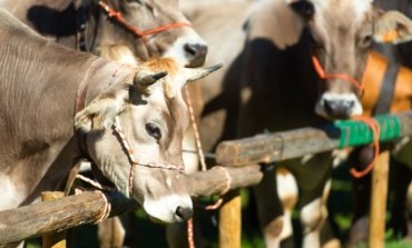 Cattle in the Farm