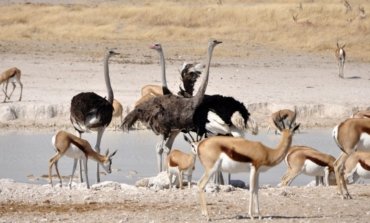 Nature’s Perfect Teamwork: Ostriches, Gazelles, and More